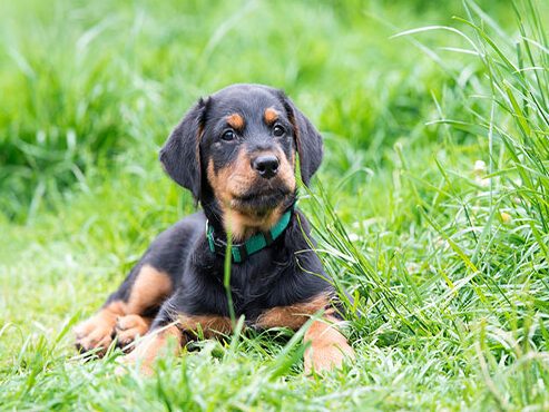 Puppy Manners Class