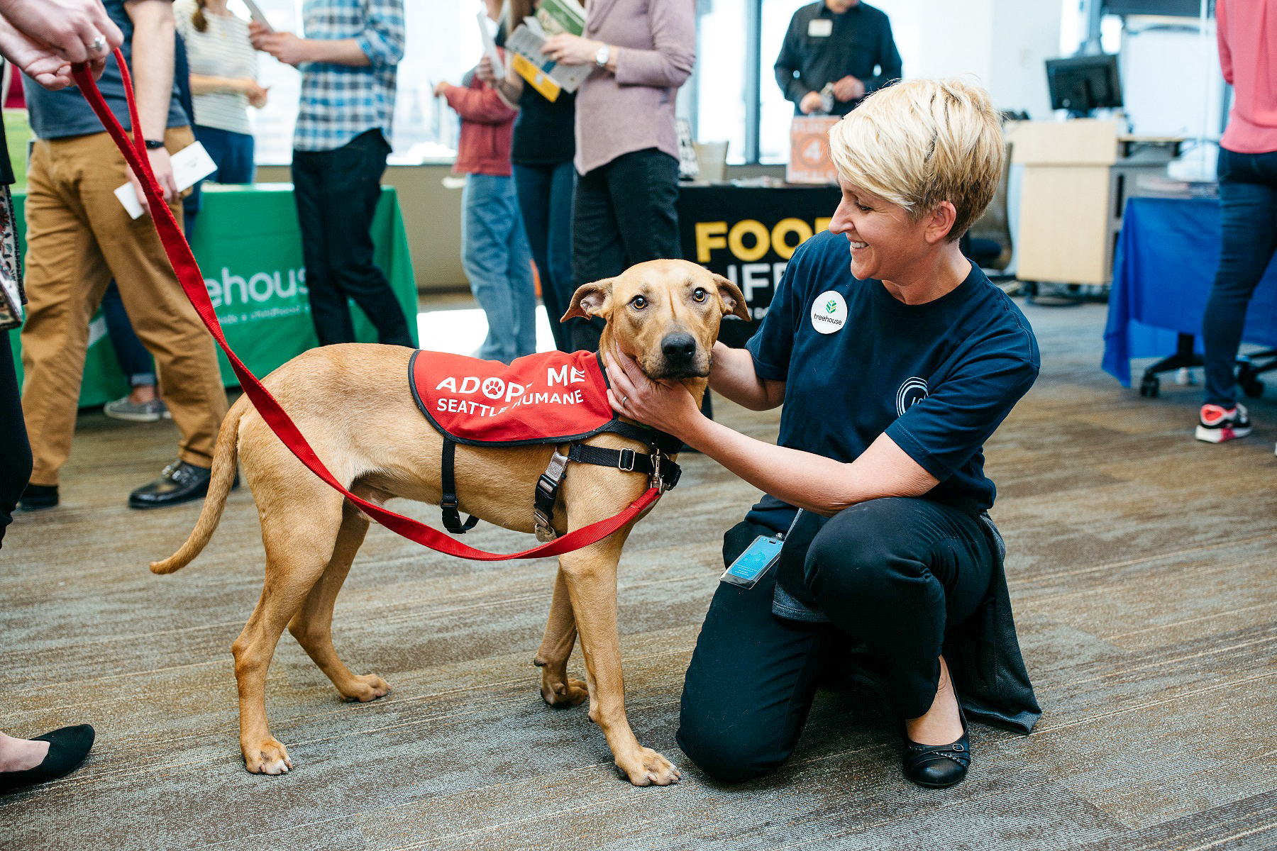 Dog for adoption - Aristella BR 13140-T. LOCAL Adoption Event in Bellevue  03/22 & 03/23, a Labrador Retriever in Burlington, WA