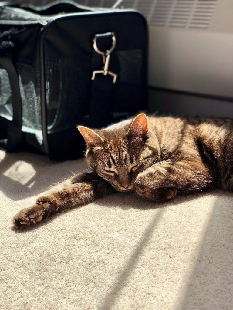 cat-with-travel-bag