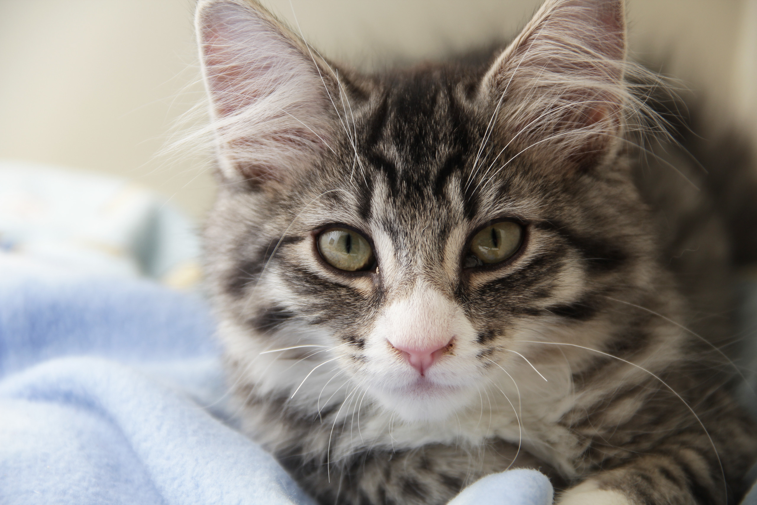 Cat Foster Care Seattle: Purrfect Opportunities Await!