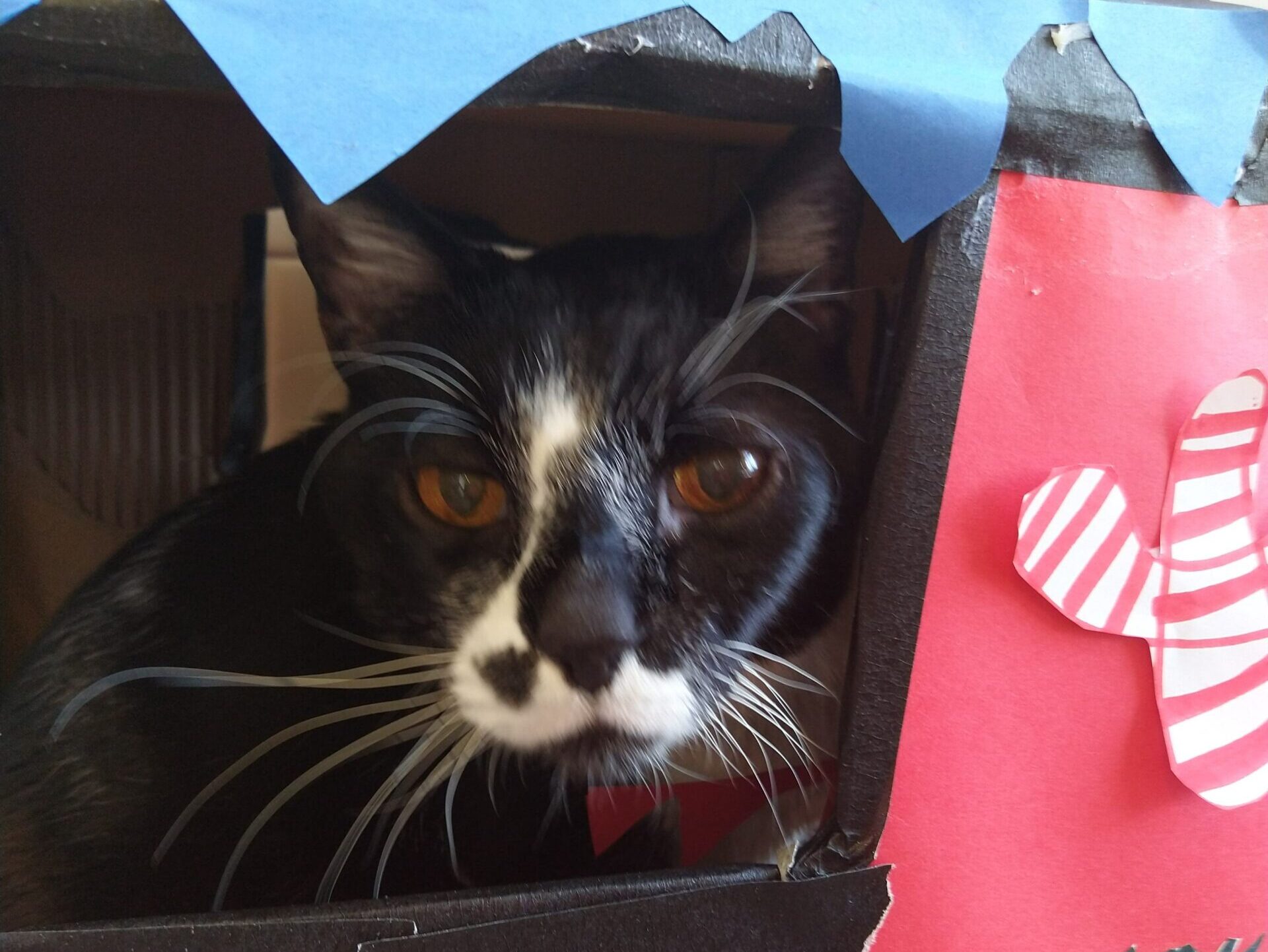 Cat in a decorated box