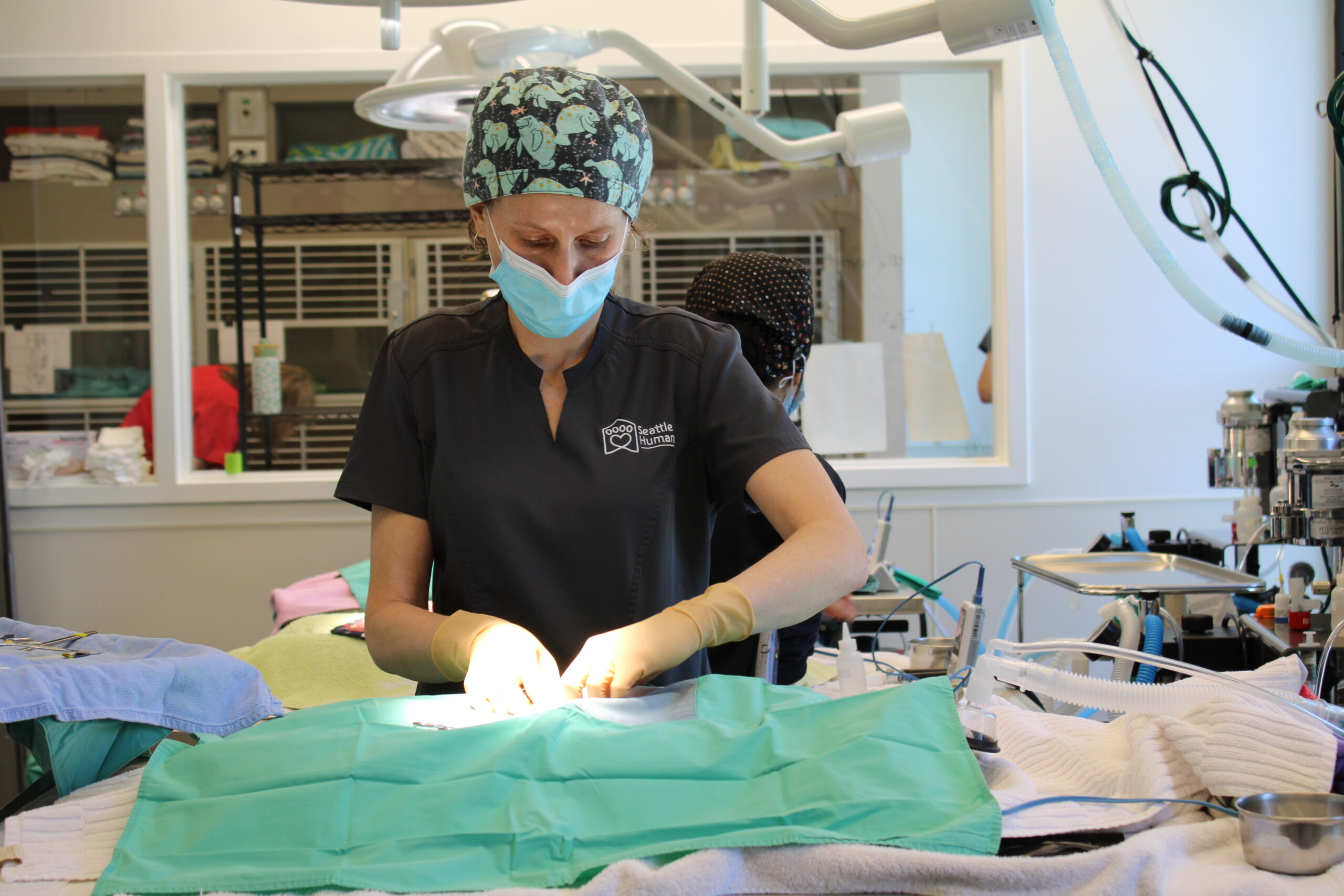 Woman performing surgery on a cat