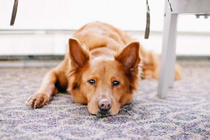 Sweet brown dog laying on the floor stares at the camera