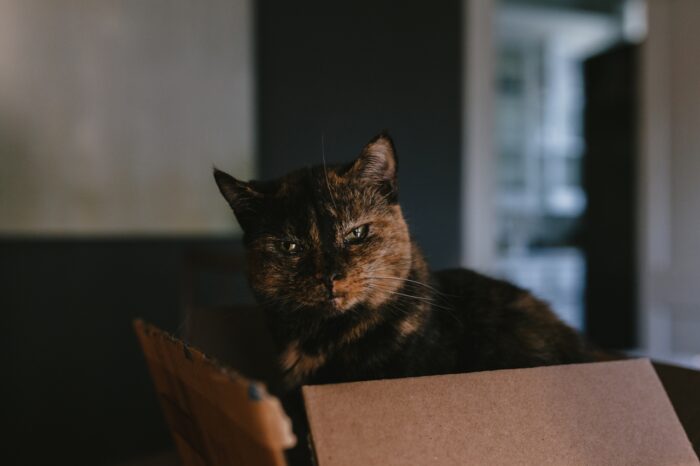 A calico cat sits in a box