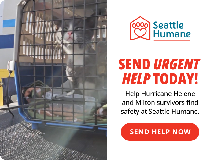 Send Urgent Help Today to help Hurricane survivors. With a photo of a black & white cat in a crate and a red button that says "Send Help Now"