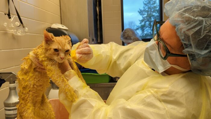 Orange cat that's yellow from ringworm treatment