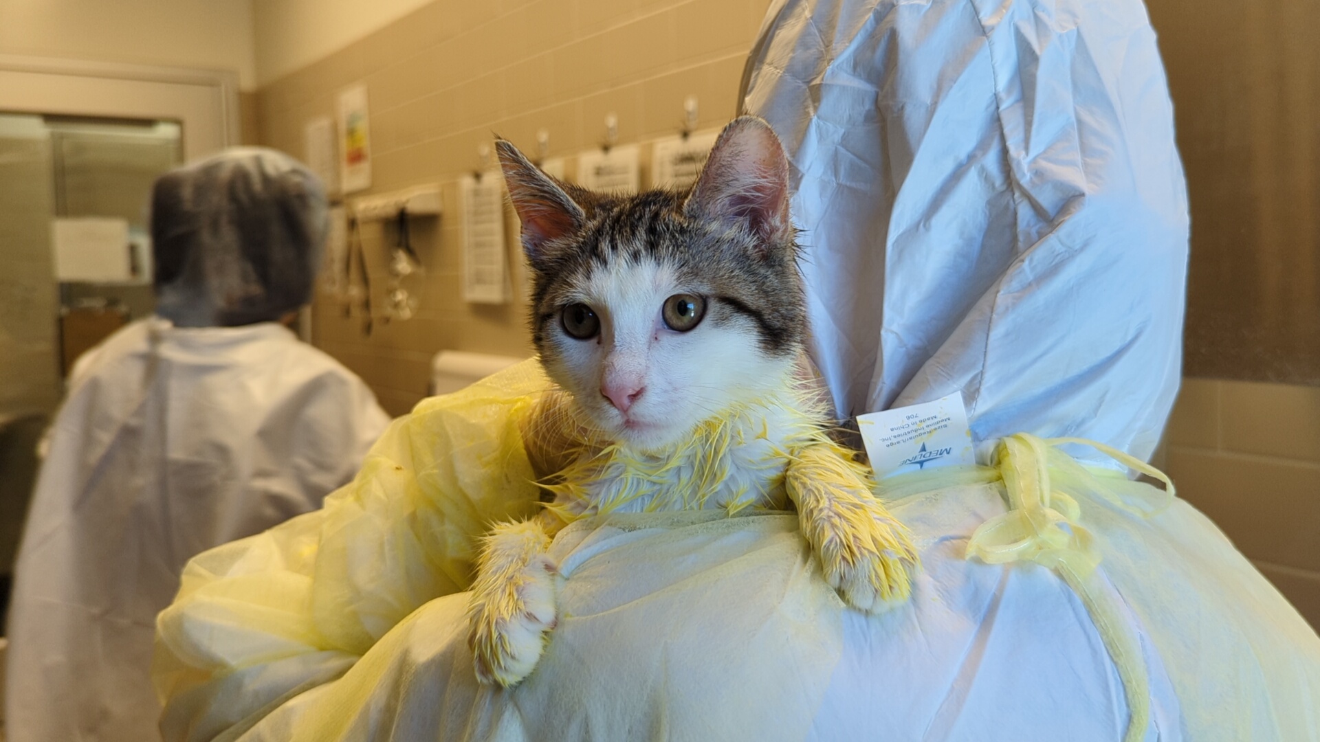 Cat that is yellow from Ringworm Treatment