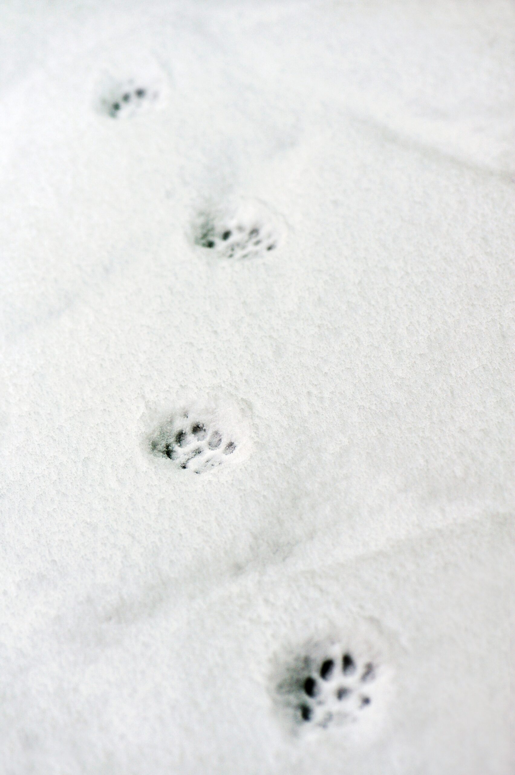 Paw prints in snow