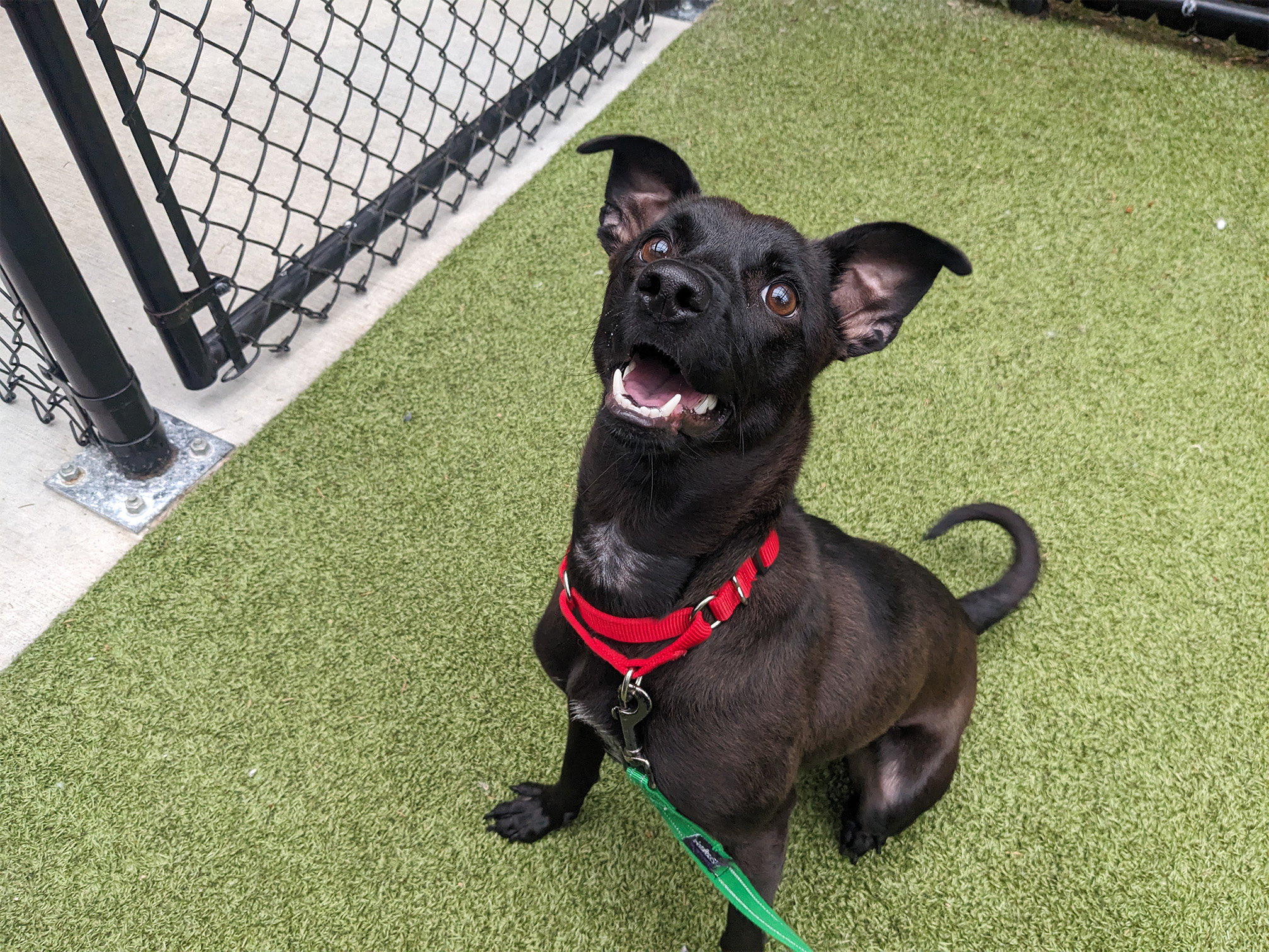 A black dog sitting on astro turf looks up at the camera