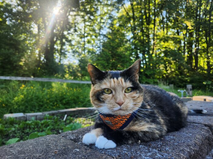 A tortoiseshell cat in a garden