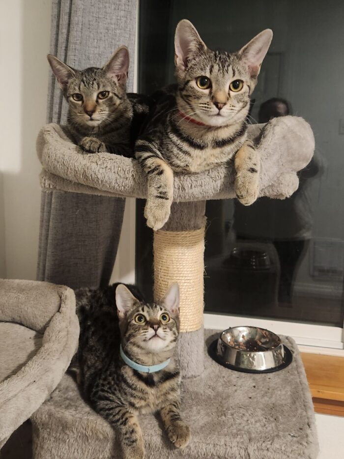 3 tabby cats on a cat tree