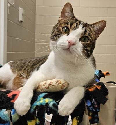 A cat with white and tabby coloring looks at the camera