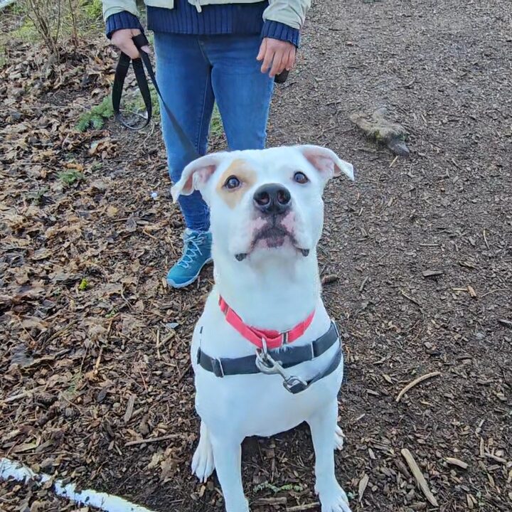 White dog with brown marking on his left eye looks at the camera